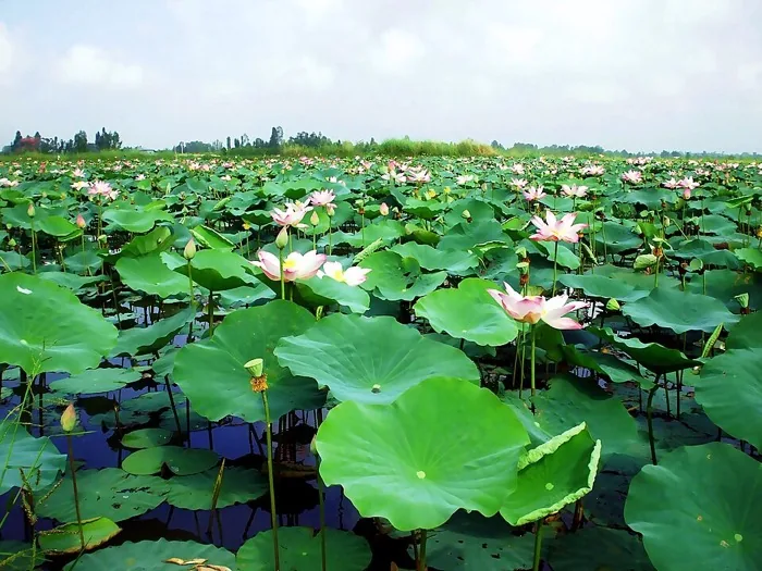 Cao Lãnh, Đồng Tháp